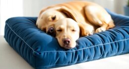 top orthopedic dog pillows