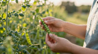 A Fruit Expert Just Taught Me His Foolproof Tip For Picking Out The Juiciest Peaches